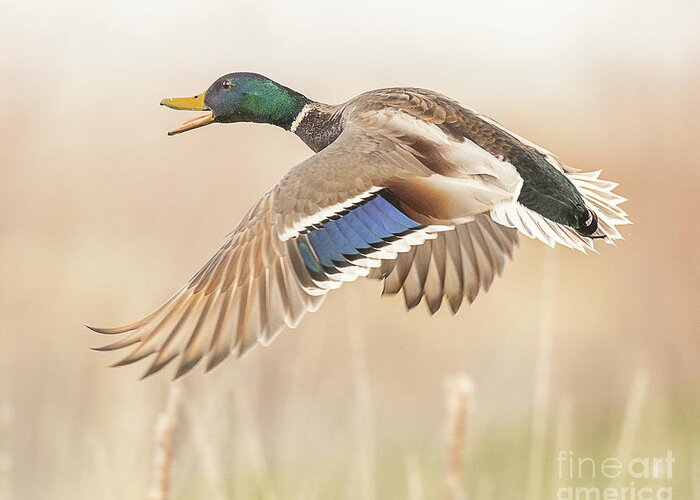 Duck Greeting Card featuring the photograph Mallard on the Wing #1 by Dennis Hammer
