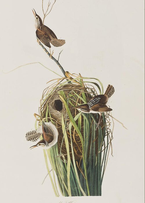 Nest Greeting Card featuring the painting Marsh Wren by John James Audubon