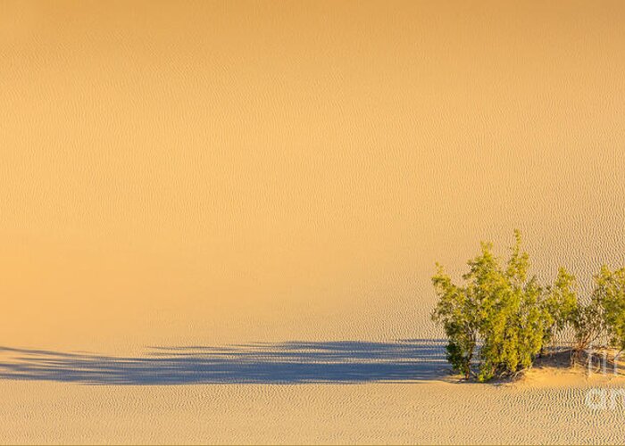 Usa Greeting Card featuring the photograph Mesquite Flat Sand Dunes in Death Valley National Park #2 by Henk Meijer Photography