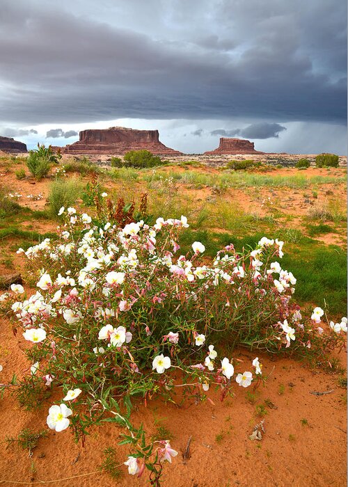 Canyonlands National Park Greeting Card featuring the photograph Monitor and Merrimac #2 by Ray Mathis