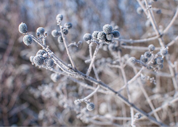 Morning Greeting Card featuring the photograph Morning Frost #1 by Miguel Winterpacht