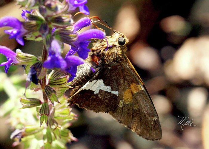Macro Photography Greeting Card featuring the photograph Moth snack by Meta Gatschenberger