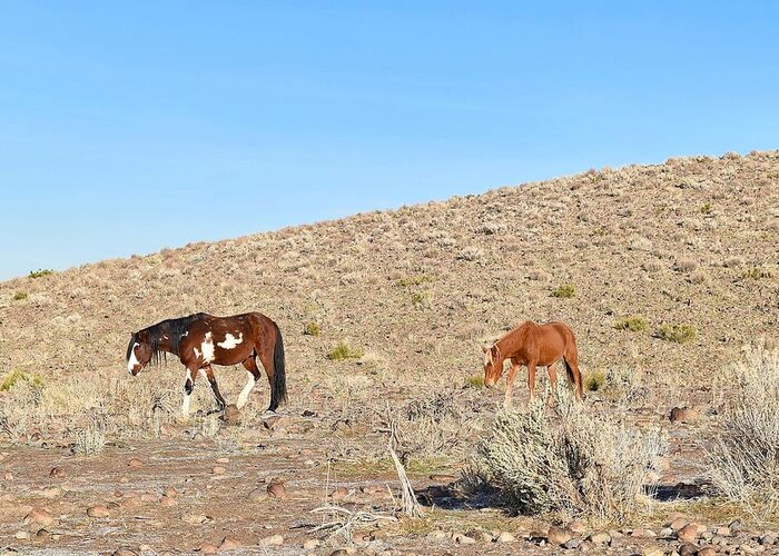 Virginia Range Mustangs Greeting Card featuring the photograph Mustangs #1 by Maria Jansson