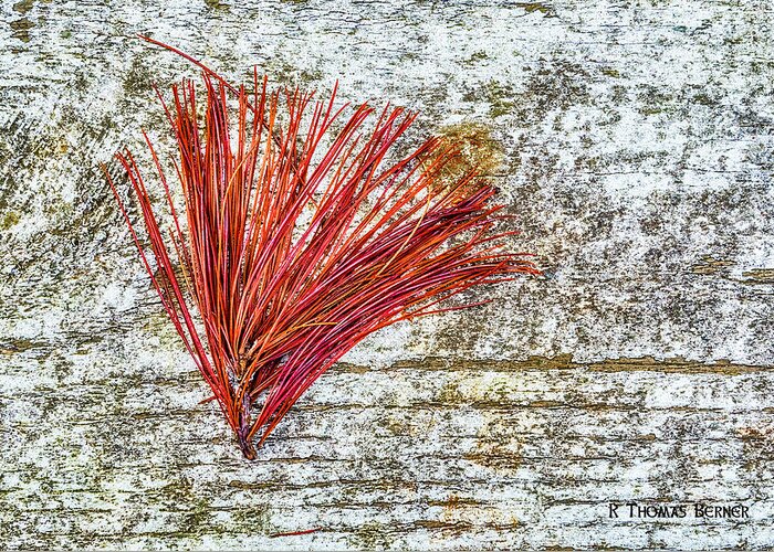 Pine Needles Greeting Card featuring the photograph Needles #1 by R Thomas Berner