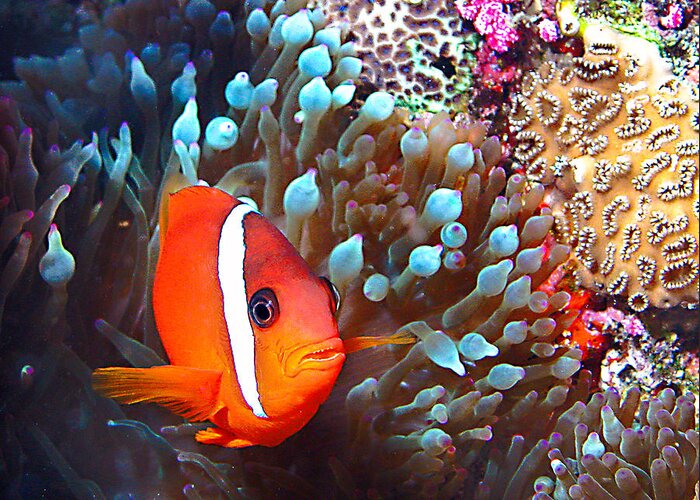 Underwater Greeting Card featuring the photograph Nemo #3 by Jean Noren