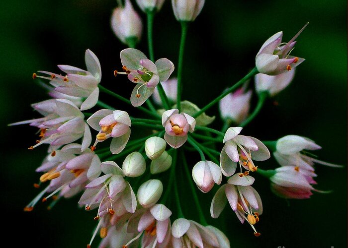 Nodding Greeting Card featuring the photograph Nodding Onion #1 by Katie LaSalle-Lowery