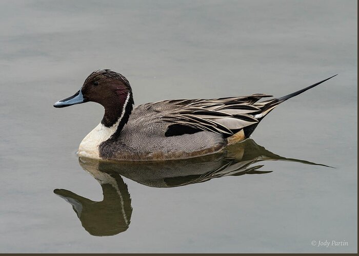 Duck Greeting Card featuring the photograph Northern Pintail #1 by Jody Partin