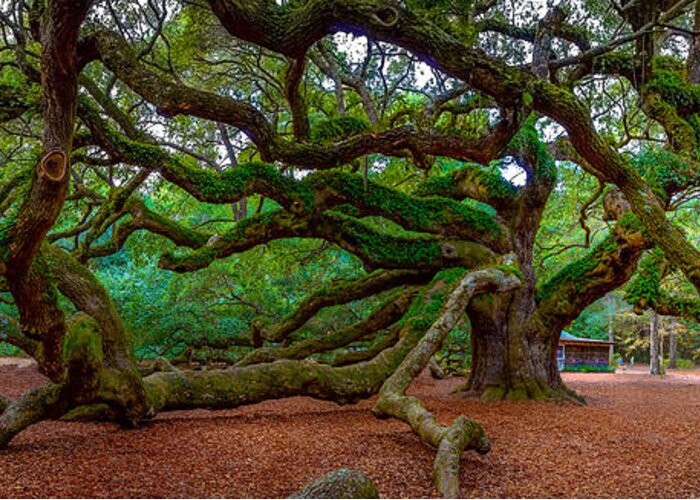 Angel Oak Greeting Card featuring the photograph Old Southern Live Oak #1 by David Smith
