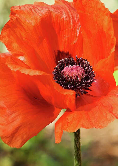Poppy Greeting Card featuring the photograph On the Fringe #2 by Jill Love