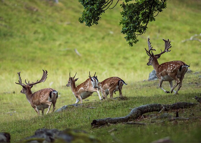 Four Fallow Deer Bucks Greeting Card featuring the photograph On the run by Torbjorn Swenelius