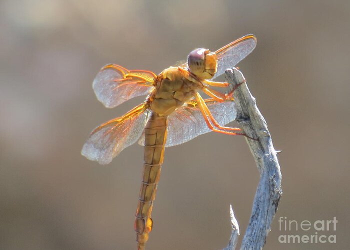 Orange Greeting Card featuring the photograph Dragonfly 5 by Christy Garavetto