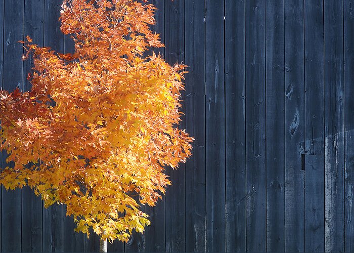 Fall Colors Greeting Card featuring the photograph Orange Tree and Barn #1 by Steve Somerville