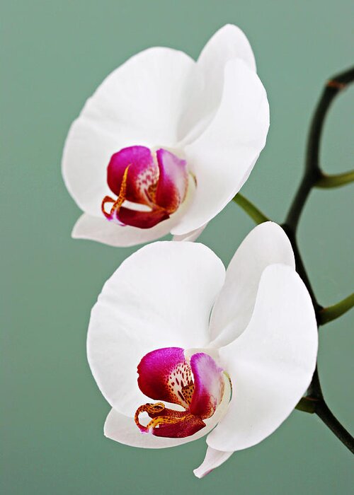 Orchid Greeting Card featuring the photograph Orchid-2-St Lucia #1 by Chester Williams
