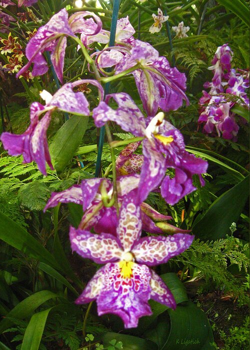 Orchid Greeting Card featuring the photograph Orchids - Purple Polka Dots #1 by Kerri Ligatich