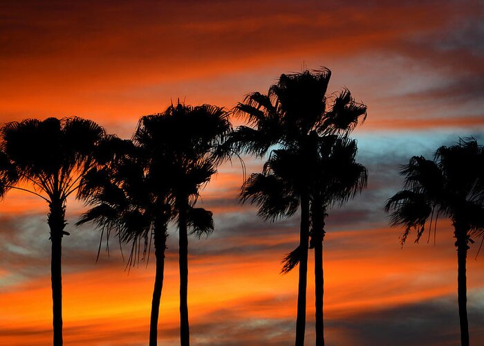 Palm Trees Greeting Card featuring the photograph Palmset #1 by David Lee Thompson