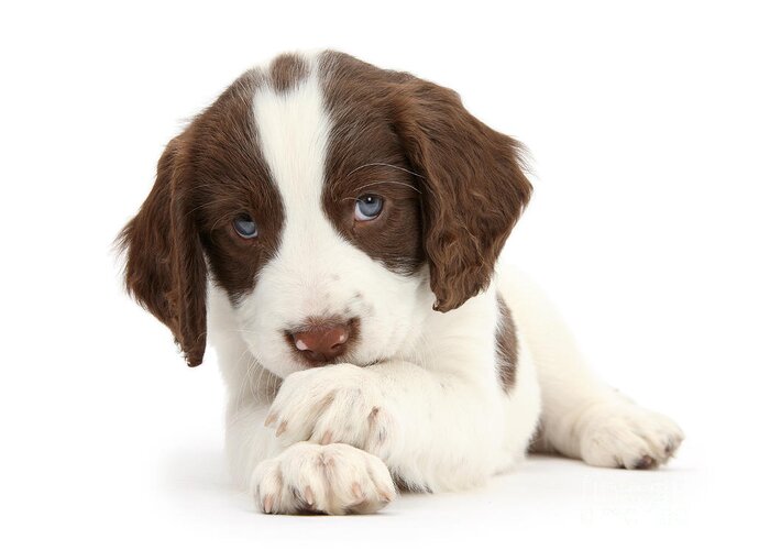 English Springer Spaniel Greeting Card featuring the photograph Paws Crossed Pup by Warren Photographic