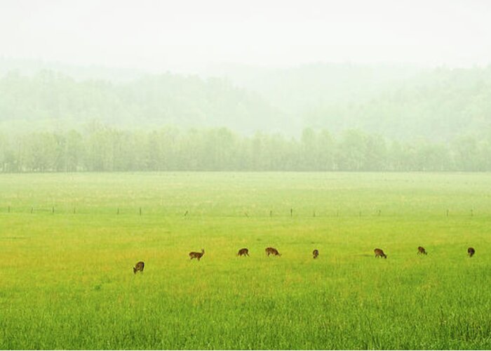 Deer Greeting Card featuring the photograph Peace In Cades Cove #1 by Randall Evans