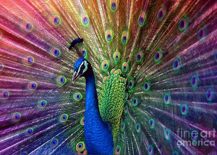 Beauty Greeting Card featuring the photograph Peacock by Hannes Cmarits