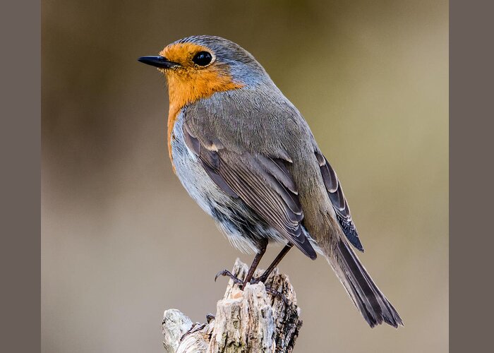 Perching Greeting Card featuring the photograph Perching Robin by Torbjorn Swenelius