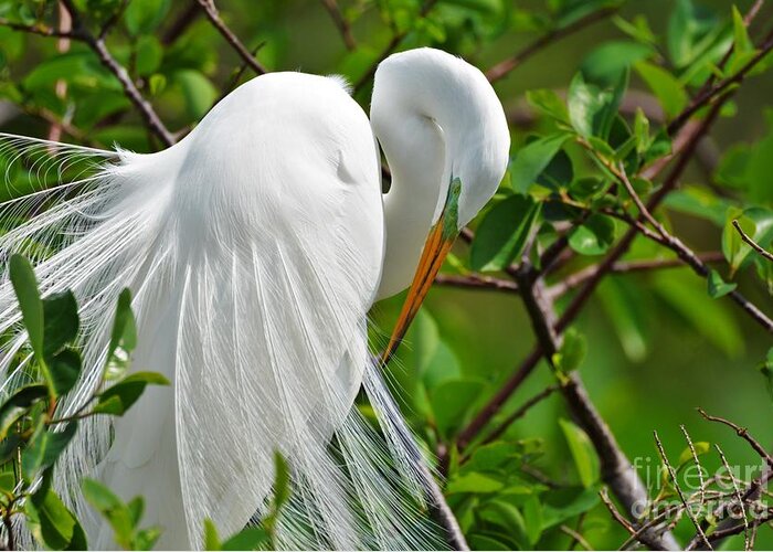 Great White Egret Greeting Card featuring the photograph Perfection #1 by Julie Adair