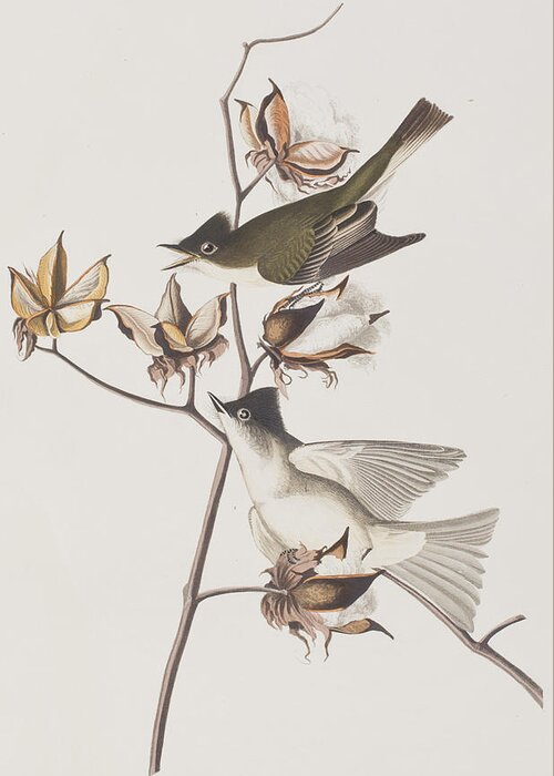 Pewit Flycatcher Greeting Card featuring the painting Pewit Flycatcher by John James Audubon