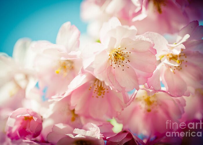 Sakura Greeting Card featuring the photograph Pink Cherry Blossoms Closeup #1 by Raimond Klavins