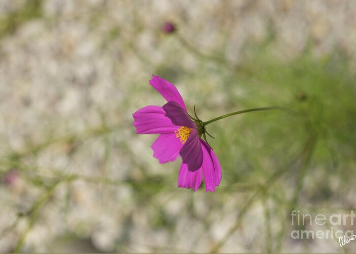 Pink Cosmos Greeting Card featuring the photograph Pink Cosmos #1 by Alana Ranney