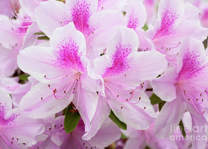 Azalea Greeting Card featuring the photograph Pink Perfection by Patty Colabuono