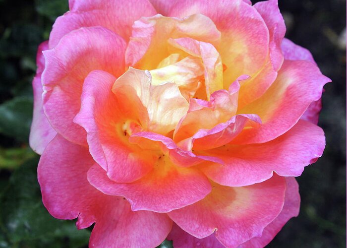 Rose Greeting Card featuring the photograph Pink with Yellow Center Rose #1 by Ellen Tully