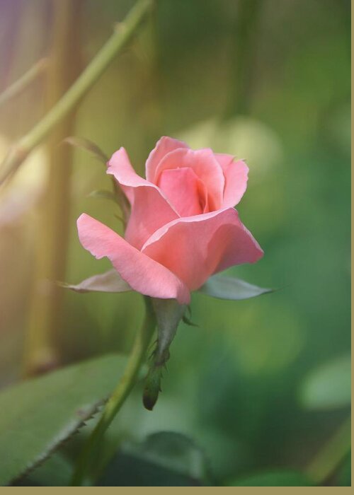 Rose Greeting Card featuring the photograph Pinkest Pink by JAMART Photography