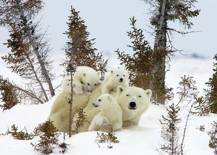 Mp Greeting Card featuring the photograph Polar Bear Ursus Maritimus Trio by Matthias Breiter