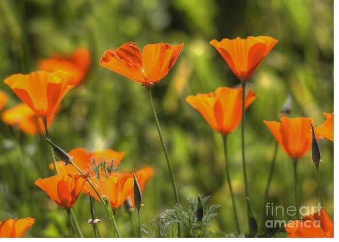 Poppies Greeting Card featuring the photograph Poppies #1 by Marc Bittan