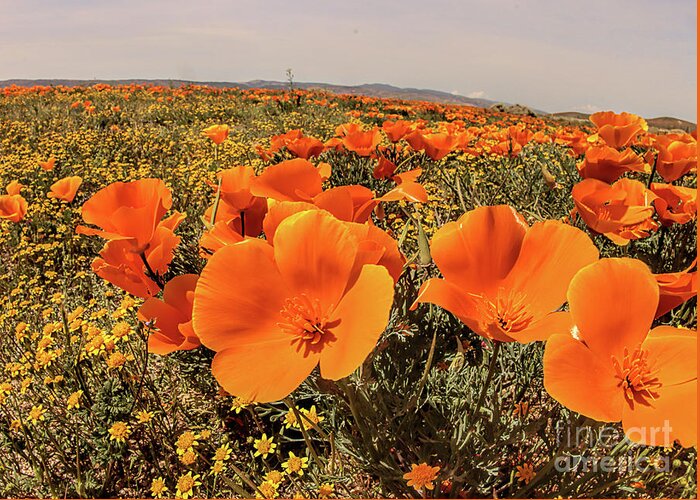 Wild Flowers Greeting Card featuring the photograph Poppies #1 by Mark Jackson
