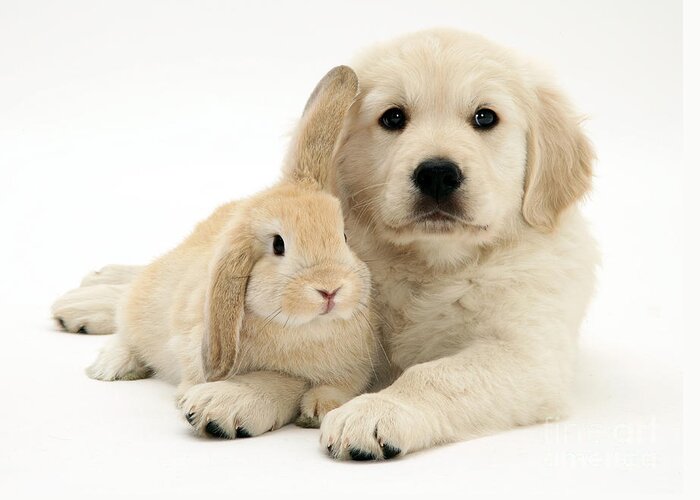 Sandy Lop Rabbit Greeting Card featuring the photograph Puppy And Bunny #1 by Jane Burton