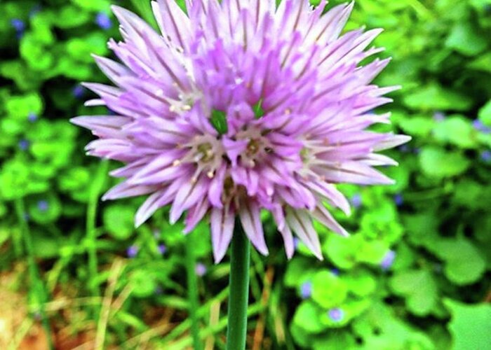 Plants Greeting Card featuring the photograph Purple Chive Flower. #purple #chive #1 by Amanda Richter