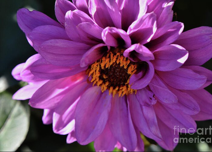 Dahlia Greeting Card featuring the photograph Purple by Debby Pueschel