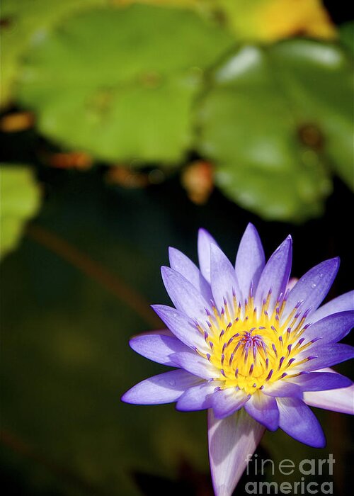 Beautiful Greeting Card featuring the photograph Purple lily #1 by Kicka Witte - Printscapes