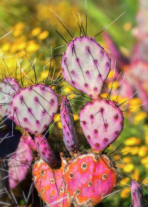 Prickly Pear Cactus Greeting Card featuring the photograph Purple Prickly Pear Cactus #1 by Saija Lehtonen