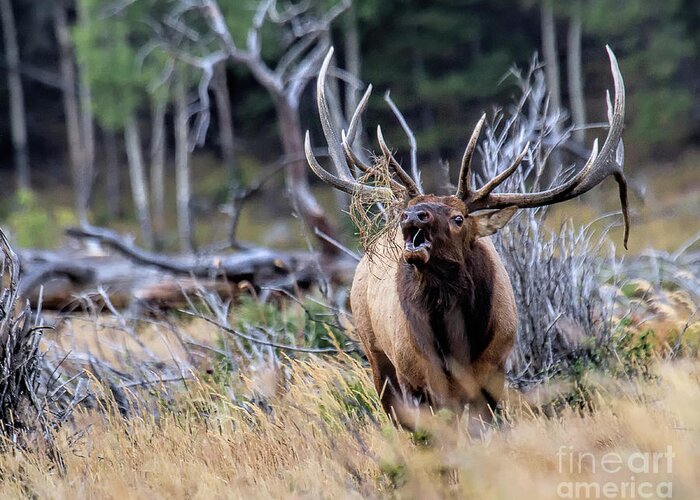 Elk Greeting Card featuring the photograph Raging Bull #1 by Jim Garrison