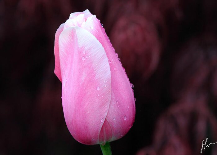 Tulip Greeting Card featuring the photograph Raindrops by Jackson Pearson