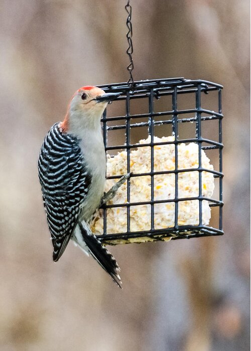 Woodpecker Greeting Card featuring the photograph Red - Bellied Woodpecker #2 by Holden The Moment