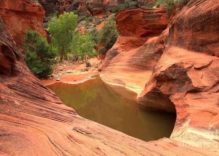 Red Cliffs Greeting Card featuring the photograph Red Cliffs Oasis #1 by Adam Jewell
