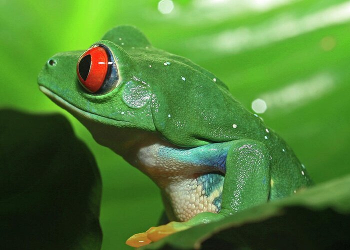 Red Eyed Tree Frog Greeting Card featuring the photograph Red Eyed Tree Frog #1 by David Freuthal