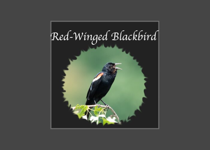 Red-winged Blackbird Greeting Card featuring the photograph Red-Winged Blackbird by Holden The Moment