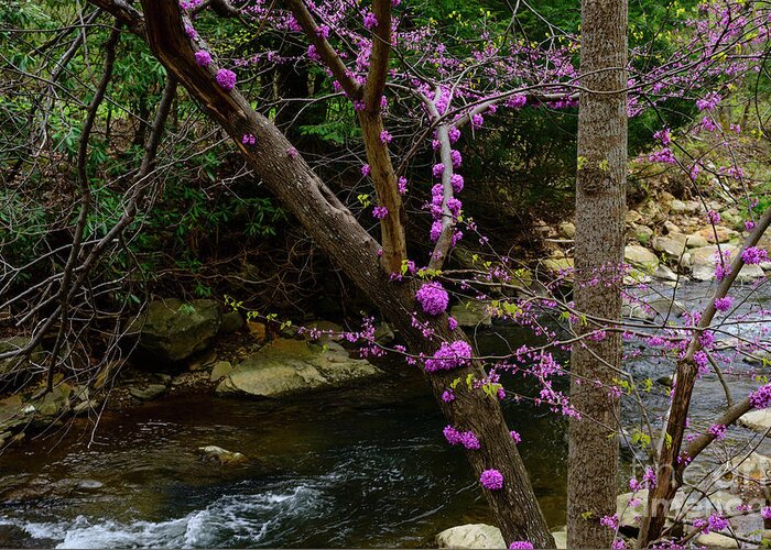 Spring Greeting Card featuring the photograph Redbud and River #1 by Thomas R Fletcher
