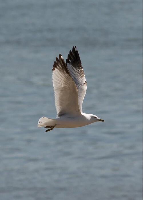 Ring Billed Gull Greeting Card featuring the photograph Ring-Billed Gull by Holden The Moment