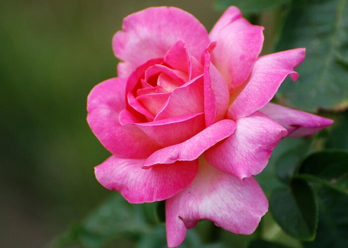 Pink Greeting Card featuring the photograph Rose #1 by Douglas Pike