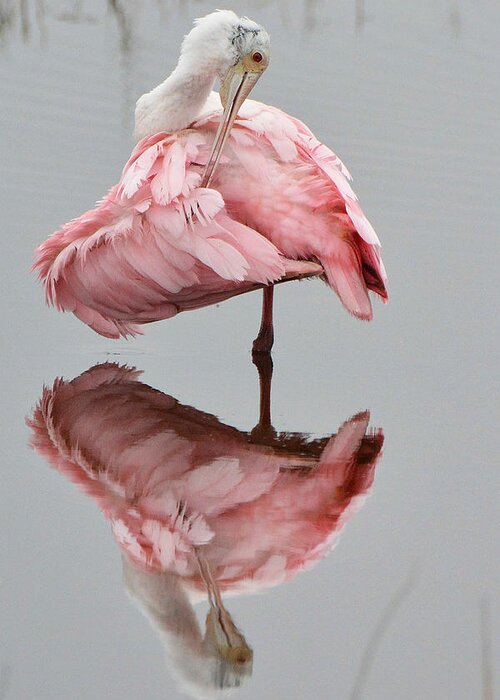 Bird Greeting Card featuring the photograph Roseate Spoonbill #1 by Alan Lenk