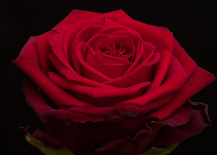 Miguel Greeting Card featuring the photograph Roses are Red #2 by Miguel Winterpacht