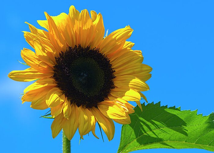 Sunflower Greeting Card featuring the photograph Salute the Sun Sunflower by Sharon Talson